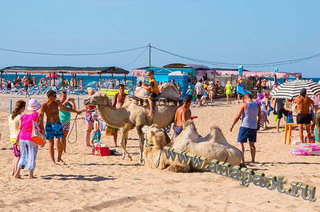 Пляж Витязево аттракцион катание на верблюде